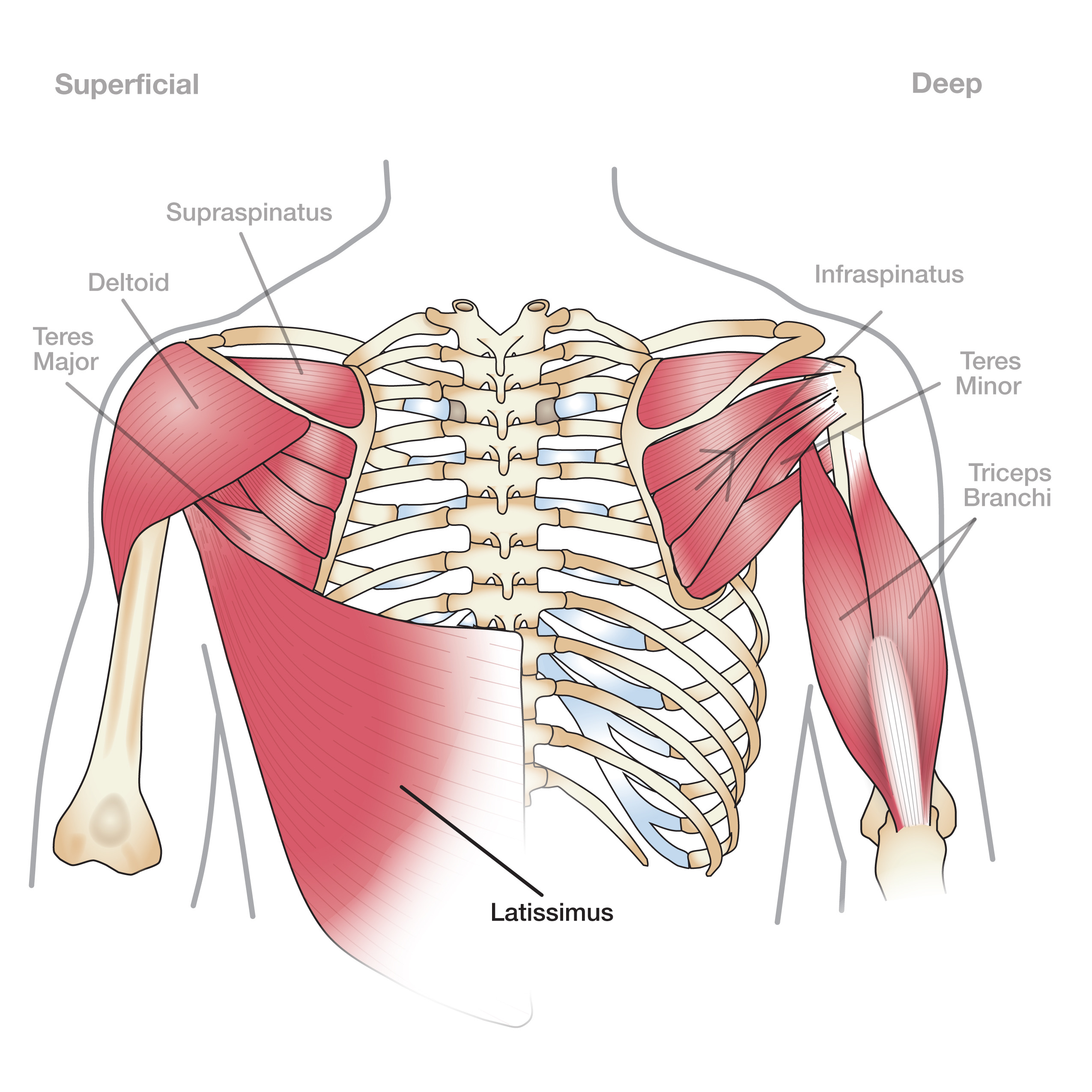 http://www.melaniebermudezpilates.com/wp-content/uploads/2018/01/shoulderanatomy.jpg